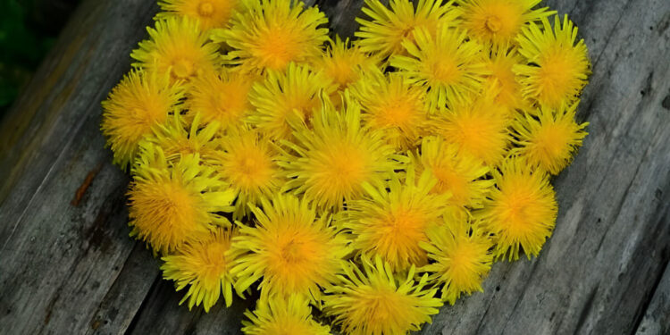 dandelion benefits