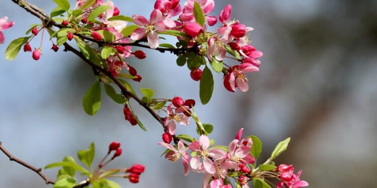 apple blossom decoration