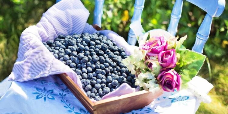 blueberries benefits