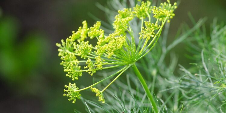 dill benefits
