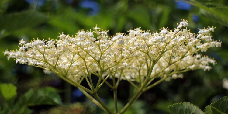 elderflower benefits