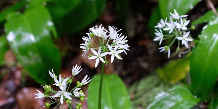 ramsons benefits