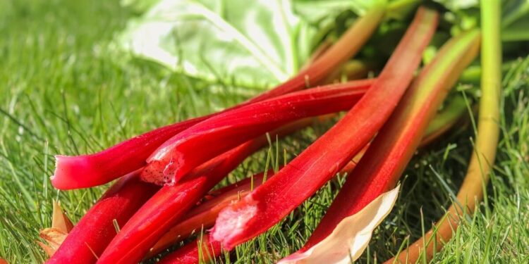 rhubarb benefits