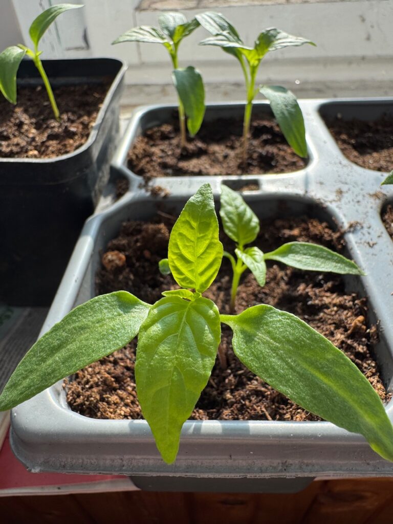 pepper seedling