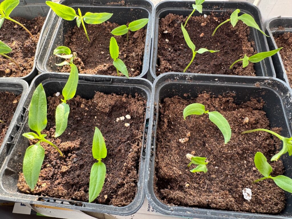 pepper seedling