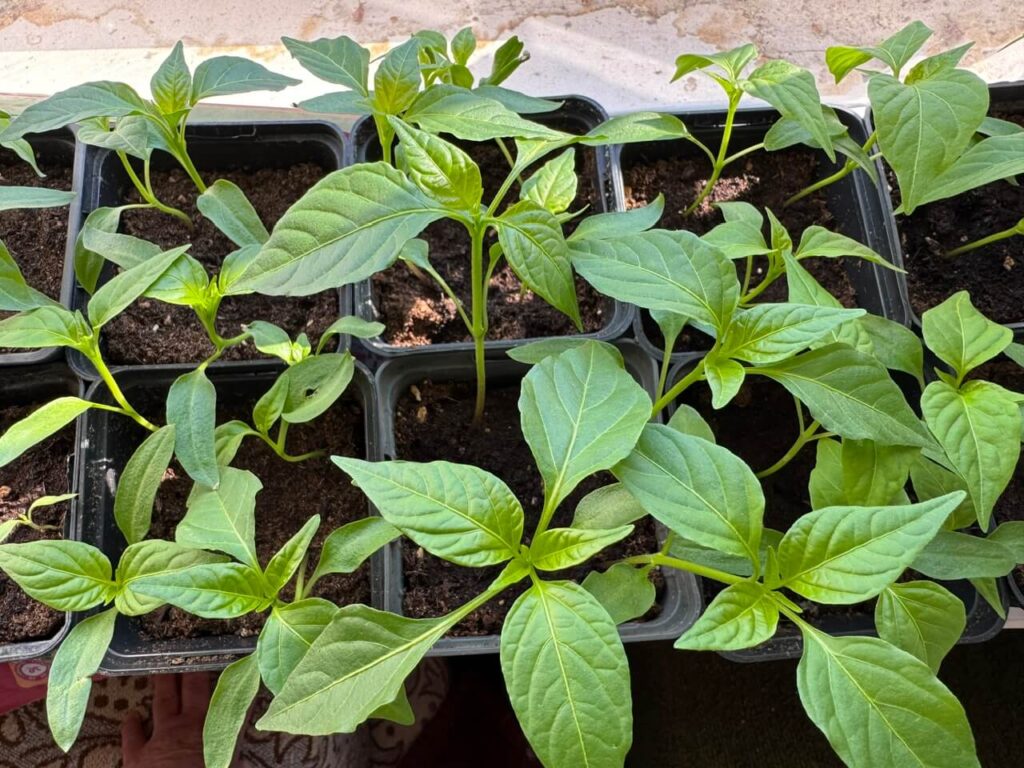 pepper seedling