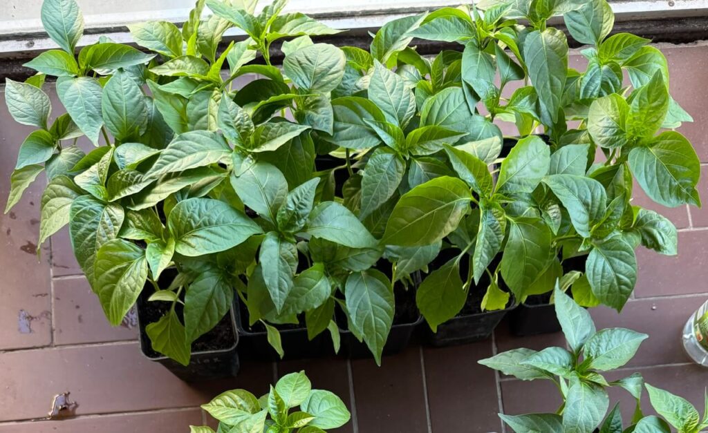 pepper seedling
