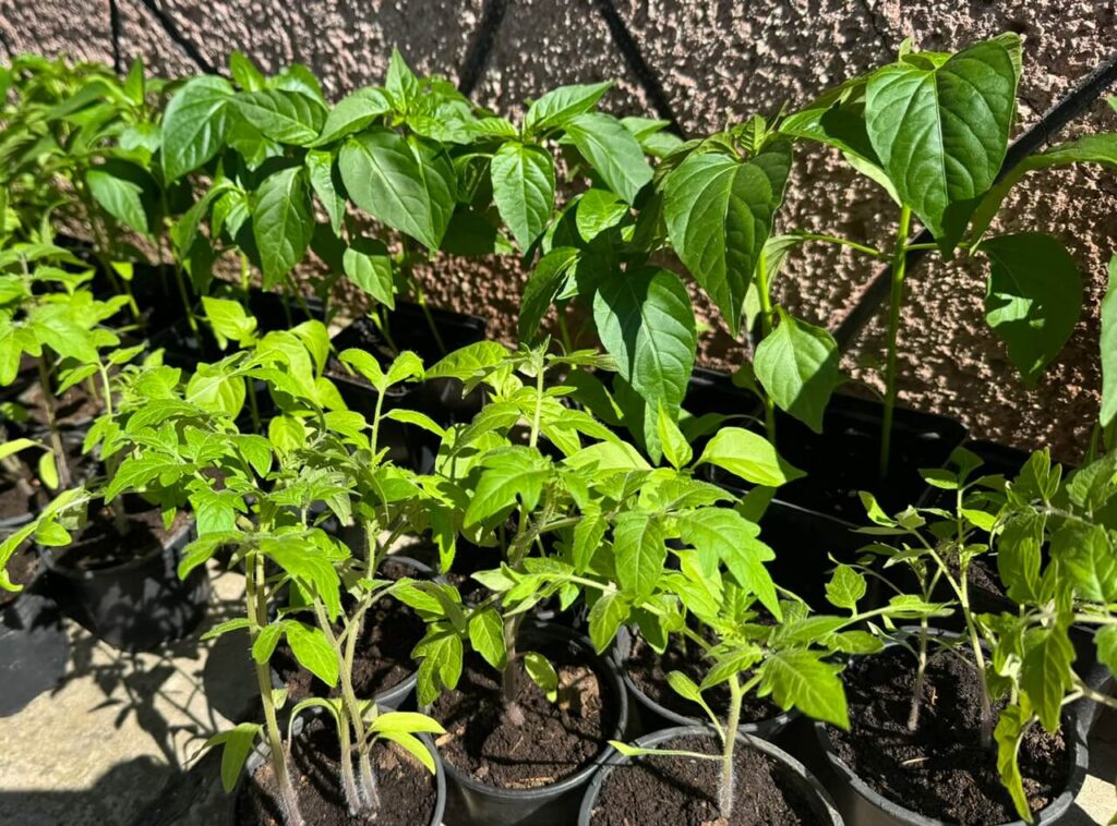 pepper seedling