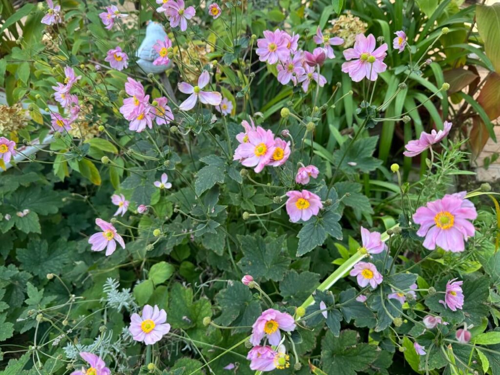 fall blooming flowers