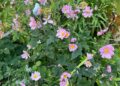 fall blooming flowers
