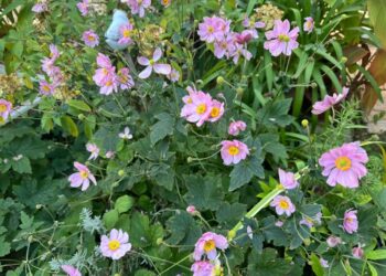 fall blooming flowers