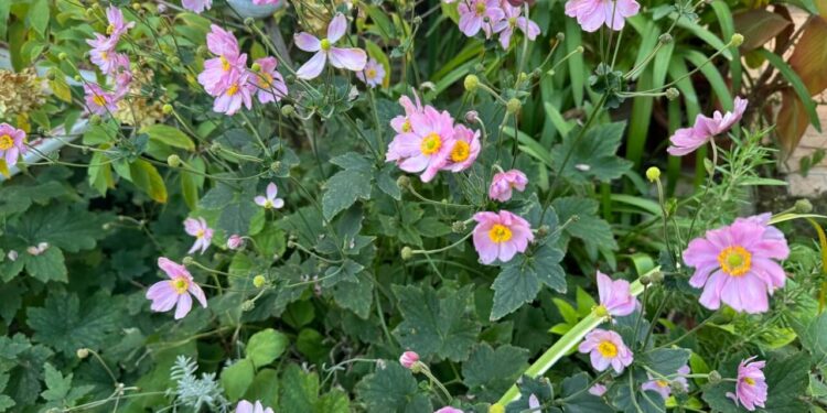 fall blooming flowers
