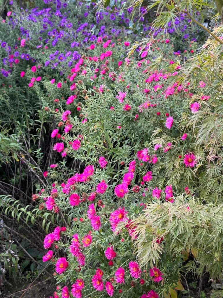 fall blooming flowers