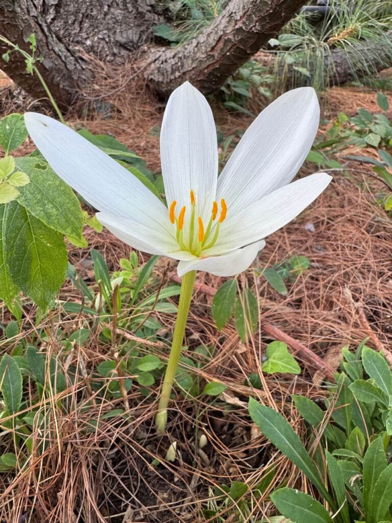 fall blooming flowers