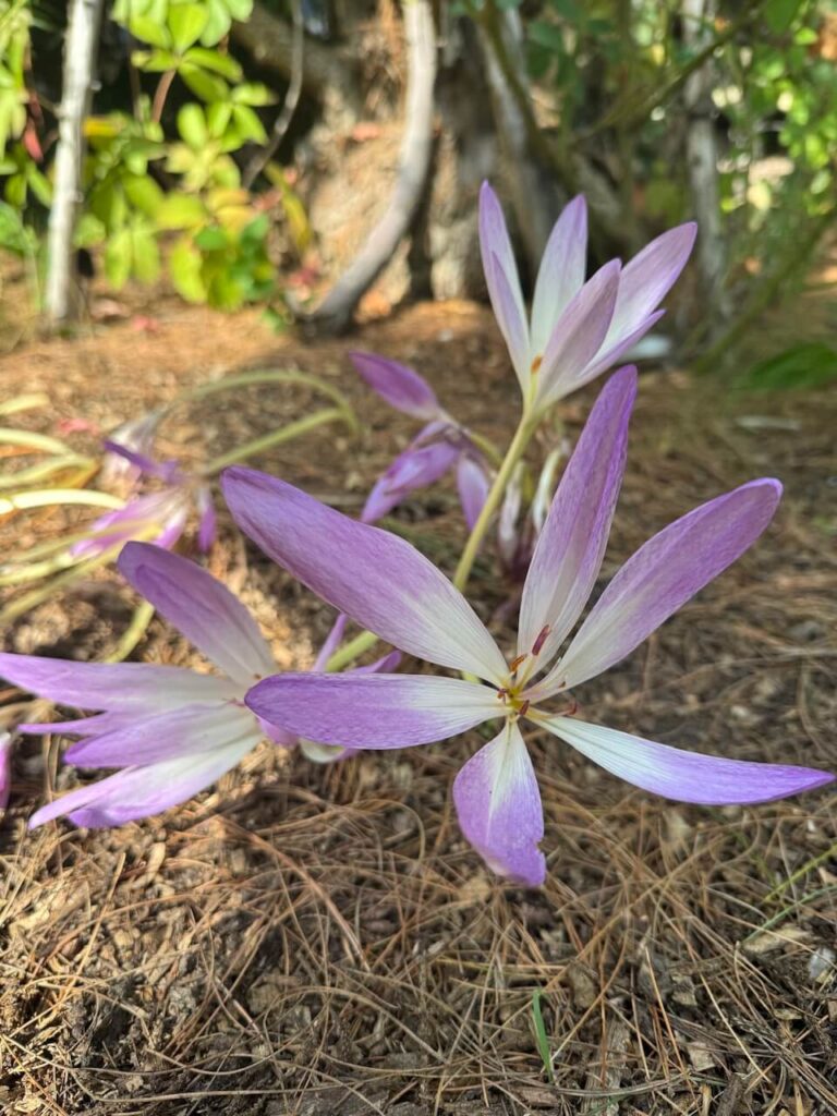 fall blooming flowers
