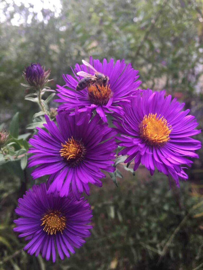 fall blooming flowers