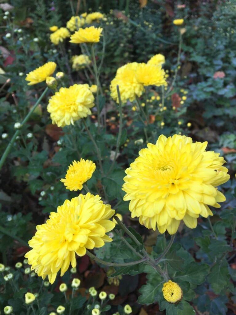 fall blooming flowers