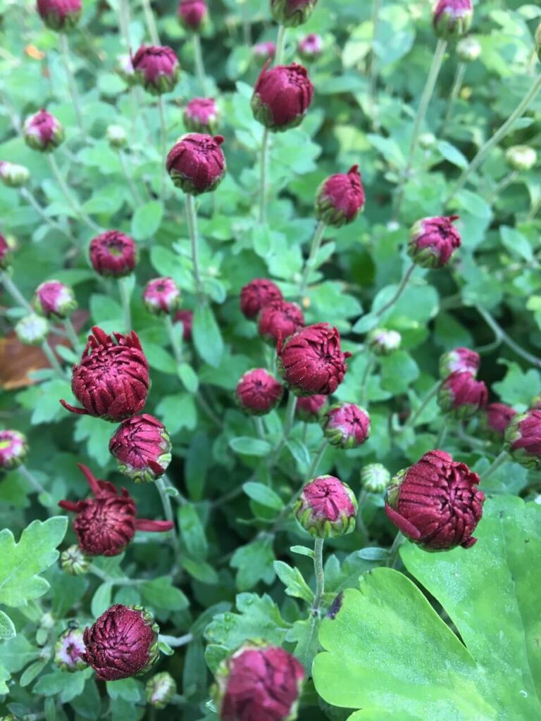 fall blooming flowers
